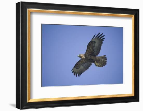 Galapagos Hawk in Flight-DLILLC-Framed Photographic Print