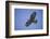 Galapagos Hawk in Flight-DLILLC-Framed Photographic Print