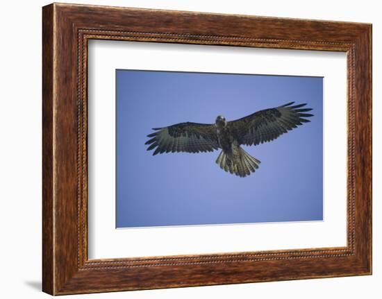 Galapagos Hawk in Flight-DLILLC-Framed Photographic Print