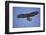 Galapagos Hawk in Flight-DLILLC-Framed Photographic Print