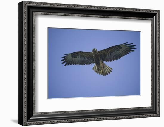 Galapagos Hawk in Flight-DLILLC-Framed Photographic Print