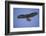 Galapagos Hawk in Flight-DLILLC-Framed Photographic Print