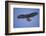 Galapagos Hawk in Flight-DLILLC-Framed Photographic Print