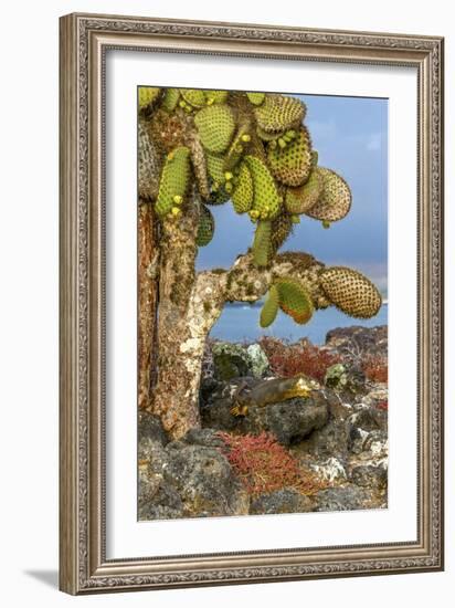 Galapagos Islands, Ecuador, Galapagos land iguana-Art Wolfe-Framed Photographic Print