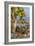 Galapagos Islands, Ecuador, Galapagos land iguana-Art Wolfe-Framed Photographic Print