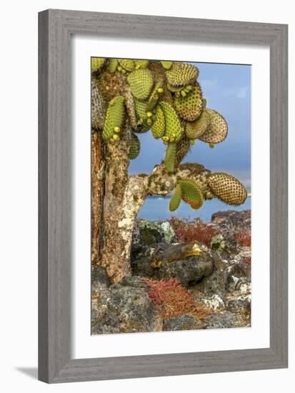 Galapagos Islands, Ecuador, Galapagos land iguana-Art Wolfe-Framed Photographic Print