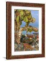 Galapagos Islands, Ecuador, Galapagos land iguana-Art Wolfe-Framed Photographic Print