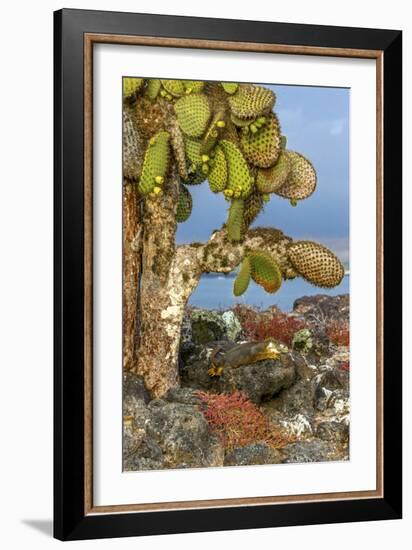 Galapagos Islands, Ecuador, Galapagos land iguana-Art Wolfe-Framed Photographic Print