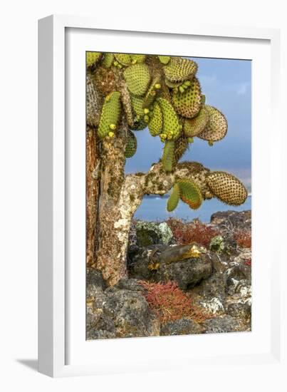 Galapagos Islands, Ecuador, Galapagos land iguana-Art Wolfe-Framed Photographic Print