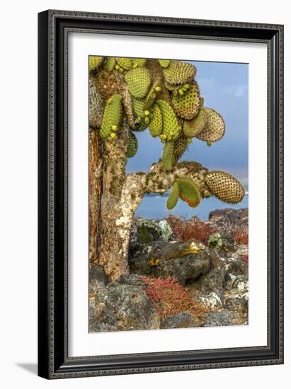 Galapagos Islands, Ecuador, Galapagos land iguana-Art Wolfe-Framed Photographic Print