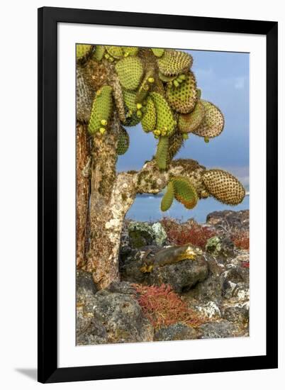 Galapagos Islands, Ecuador, Galapagos land iguana-Art Wolfe-Framed Premium Photographic Print