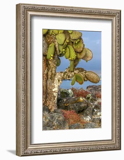 Galapagos Islands, Ecuador, Galapagos land iguana-Art Wolfe-Framed Photographic Print