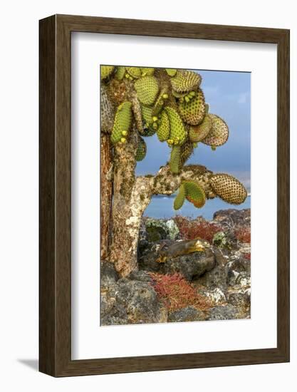 Galapagos Islands, Ecuador, Galapagos land iguana-Art Wolfe-Framed Photographic Print