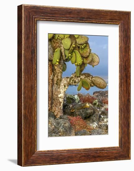 Galapagos Islands, Ecuador, Galapagos land iguana-Art Wolfe-Framed Photographic Print