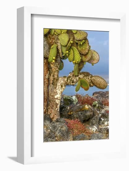 Galapagos Islands, Ecuador, Galapagos land iguana-Art Wolfe-Framed Photographic Print