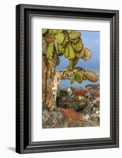 Galapagos Islands, Ecuador, Galapagos land iguana-Art Wolfe-Framed Photographic Print