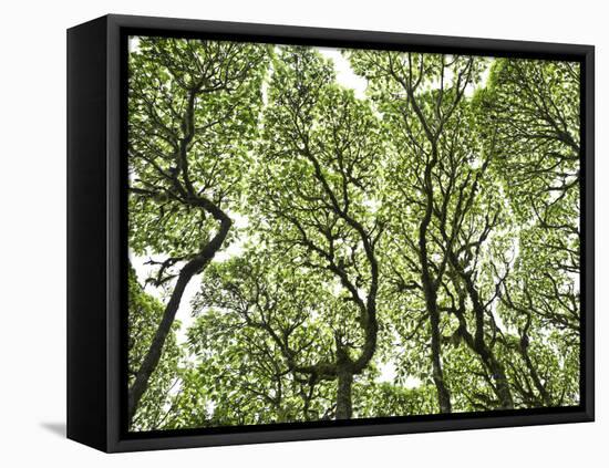 Galapagos Islands, Ecuador-Karine Aigner-Framed Premier Image Canvas