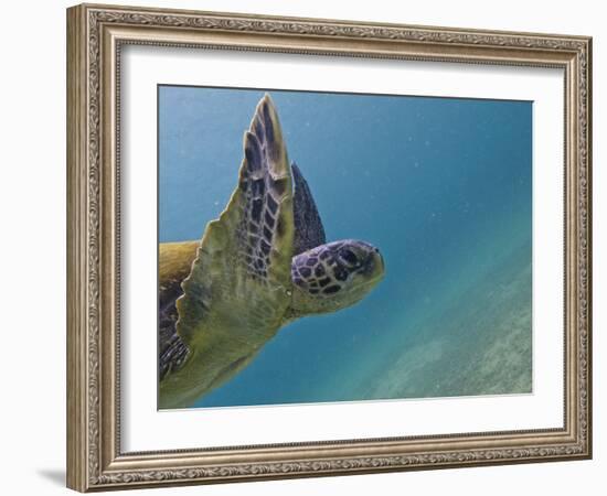 Galapagos Islands, Ecuador-Karine Aigner-Framed Photographic Print