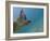 Galapagos Islands, Ecuador-Karine Aigner-Framed Photographic Print