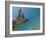 Galapagos Islands, Ecuador-Karine Aigner-Framed Photographic Print