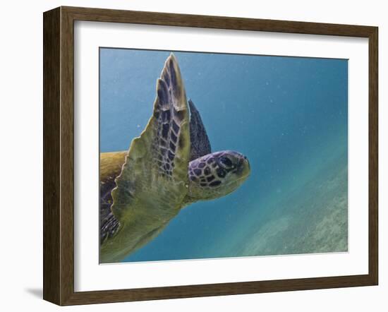 Galapagos Islands, Ecuador-Karine Aigner-Framed Photographic Print