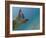 Galapagos Islands, Ecuador-Karine Aigner-Framed Photographic Print