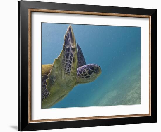 Galapagos Islands, Ecuador-Karine Aigner-Framed Photographic Print
