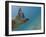 Galapagos Islands, Ecuador-Karine Aigner-Framed Photographic Print