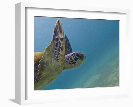 Galapagos Islands, Ecuador-Karine Aigner-Framed Photographic Print