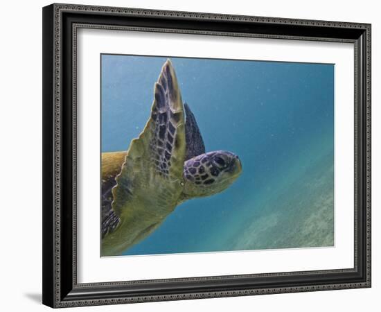 Galapagos Islands, Ecuador-Karine Aigner-Framed Photographic Print