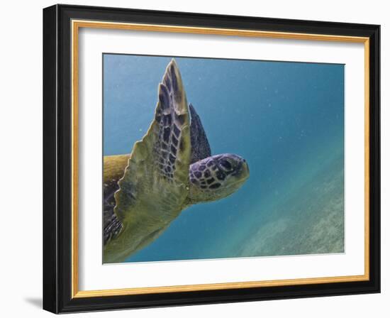 Galapagos Islands, Ecuador-Karine Aigner-Framed Photographic Print