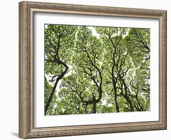 Galapagos Islands, Ecuador-Karine Aigner-Framed Photographic Print