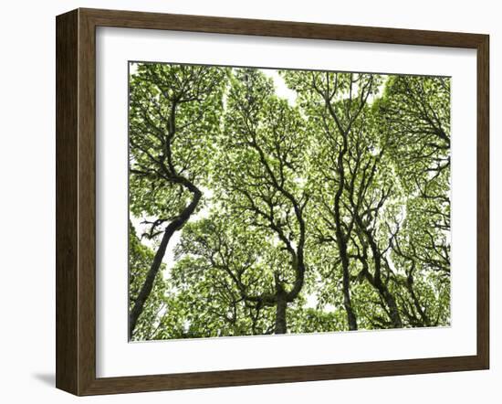 Galapagos Islands, Ecuador-Karine Aigner-Framed Photographic Print