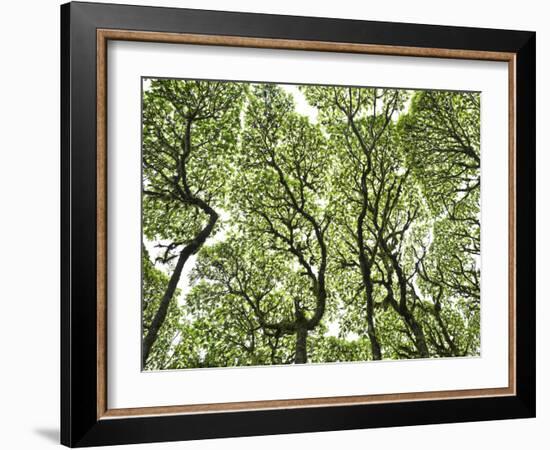 Galapagos Islands, Ecuador-Karine Aigner-Framed Photographic Print