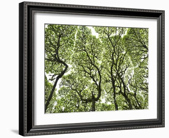 Galapagos Islands, Ecuador-Karine Aigner-Framed Photographic Print