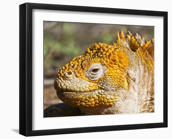 Galapagos Land Iguana, (Conolophus Subcristatus), Galapagos Is, UNESCO World Heritge Site, Ecuador-Michael Nolan-Framed Photographic Print