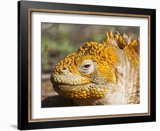 Galapagos Land Iguana, (Conolophus Subcristatus), Galapagos Is, UNESCO World Heritge Site, Ecuador-Michael Nolan-Framed Photographic Print