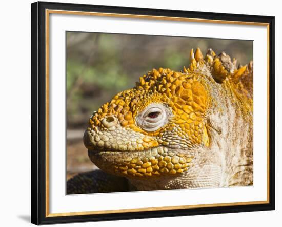 Galapagos Land Iguana, (Conolophus Subcristatus), Galapagos Is, UNESCO World Heritge Site, Ecuador-Michael Nolan-Framed Photographic Print