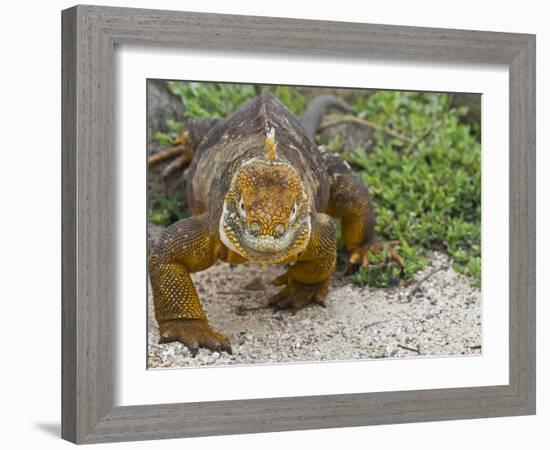 Galapagos Land Iguana (Conolophus Subcristatus), Galapagos Is, UNESCO World Heritge Site, Ecuador-Michael Nolan-Framed Photographic Print