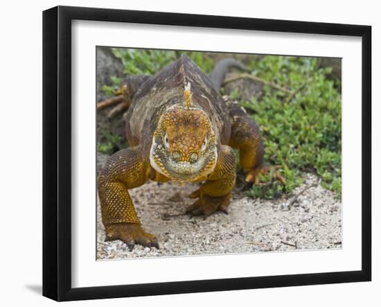 Galapagos Land Iguana (Conolophus Subcristatus), Galapagos Is, UNESCO World Heritge Site, Ecuador-Michael Nolan-Framed Photographic Print