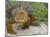 Galapagos Land Iguana (Conolophus Subcristatus), Galapagos Is, UNESCO World Heritge Site, Ecuador-Michael Nolan-Mounted Photographic Print