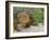 Galapagos Land Iguana (Conolophus Subcristatus), Galapagos Is, UNESCO World Heritge Site, Ecuador-Michael Nolan-Framed Photographic Print