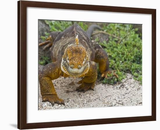 Galapagos Land Iguana (Conolophus Subcristatus), Galapagos Is, UNESCO World Heritge Site, Ecuador-Michael Nolan-Framed Photographic Print