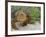 Galapagos Land Iguana (Conolophus Subcristatus), Galapagos Is, UNESCO World Heritge Site, Ecuador-Michael Nolan-Framed Photographic Print