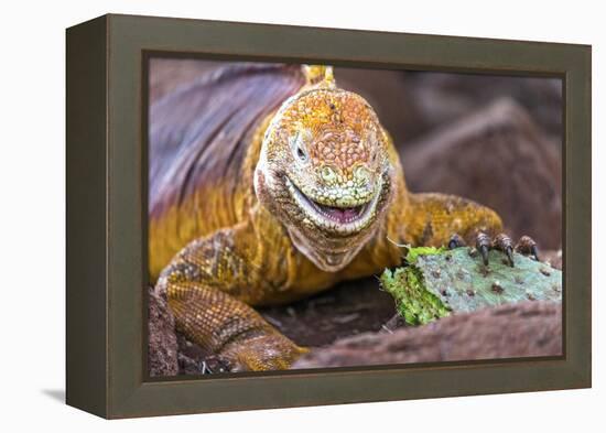 Galapagos land iguana, Galapagos Islands, Ecuador-Art Wolfe-Framed Premier Image Canvas