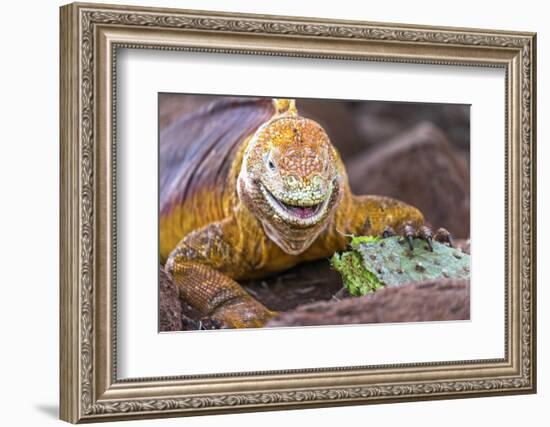 Galapagos land iguana, Galapagos Islands, Ecuador-Art Wolfe-Framed Photographic Print