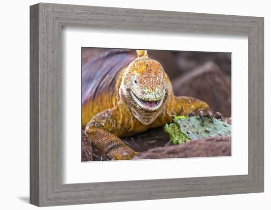 Galapagos land iguana, Galapagos Islands, Ecuador-Art Wolfe-Framed Photographic Print