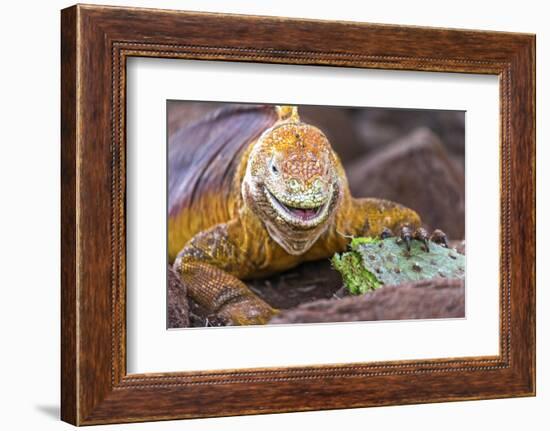 Galapagos land iguana, Galapagos Islands, Ecuador-Art Wolfe-Framed Photographic Print