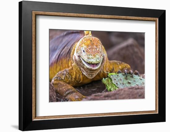 Galapagos land iguana, Galapagos Islands, Ecuador-Art Wolfe-Framed Photographic Print