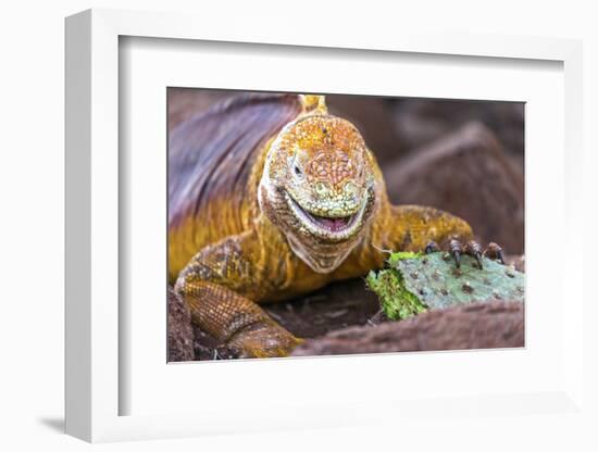 Galapagos land iguana, Galapagos Islands, Ecuador-Art Wolfe-Framed Photographic Print